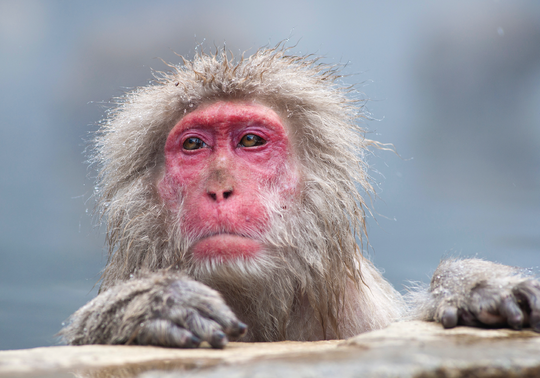 Closeup shot of a Japanese Snow Monkey, also known as a Japanese macaque, in a hot springs.